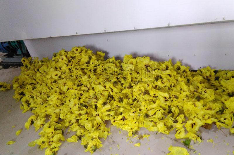 陜西渭南客戶烘干金花葵現場圖片